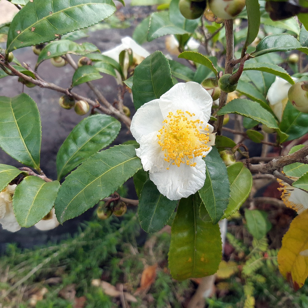 お茶 の 花 こども 園